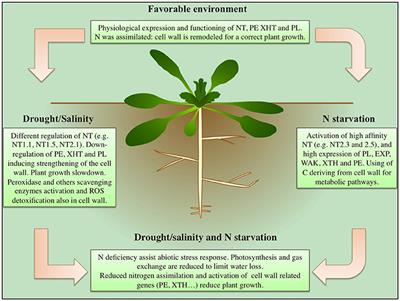 Nitrate Uptake Affects Cell Wall Synthesis and Modeling